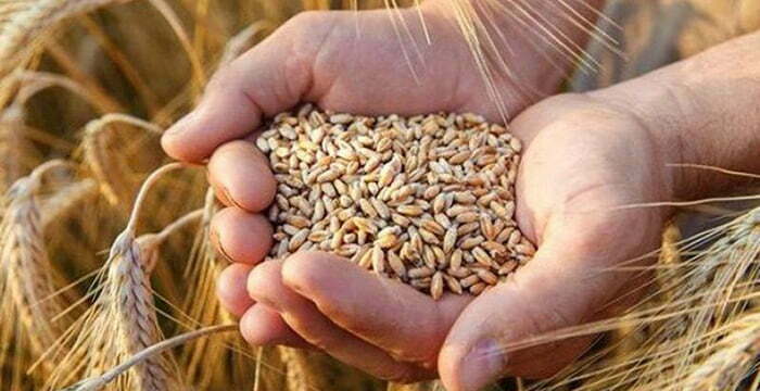 TMO ithalata doymuyor: Yüz binlerce ton buğday ithal edilecek