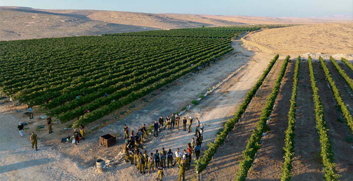 İsrail’in Negev Çölü yakınlarındaki bir üzüm bağı