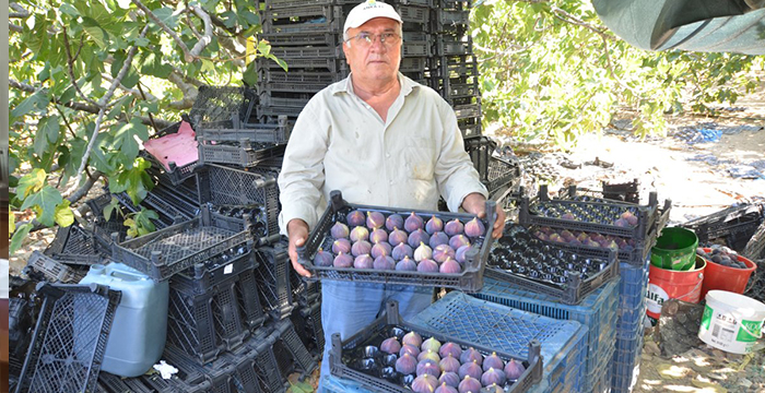 Toroslar’ın yüksek kesimlerinde incir hasadı tamamlandı