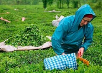 ÇAYKUR’dan yaş çay alımı duyurusu