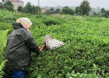 ÇAYKUR, yaş çay alımında yaya kaldı!