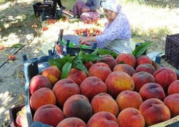 Tokatlı meyve üreticileri : 2 lira fiyat, köylüyle dalga geçmekten başka bir şey değil’