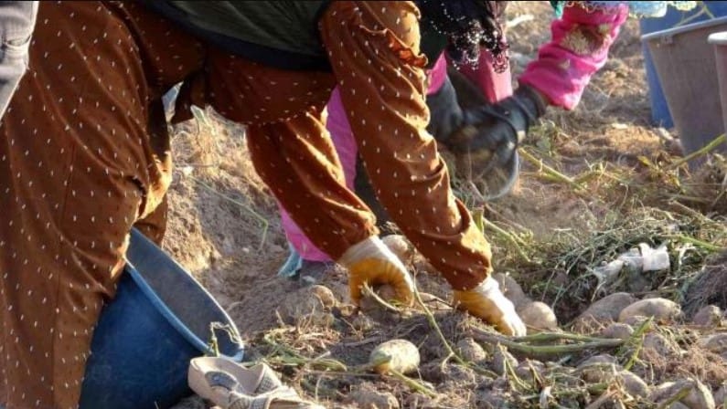 Patates, tarla fiyatıyla çiftçinin yüzünü güldürdü