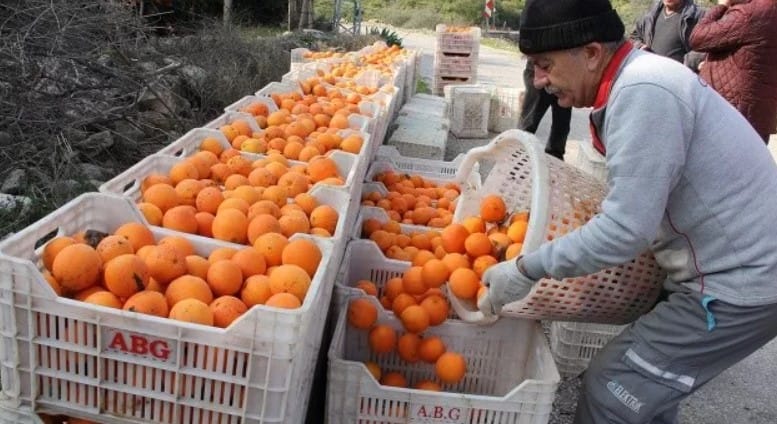 Dalında 1,5 lira olan portakal, zincir markette 5,90