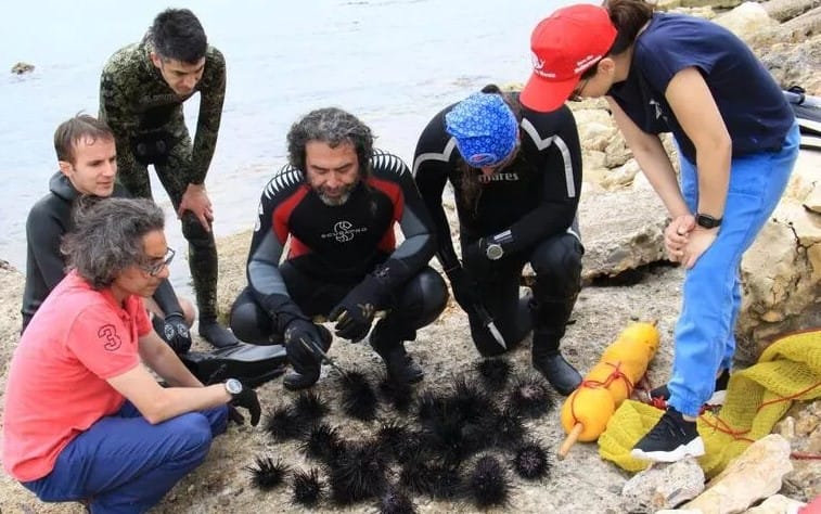 9 metre derinlikte 34 zehirli deniz kestanesi