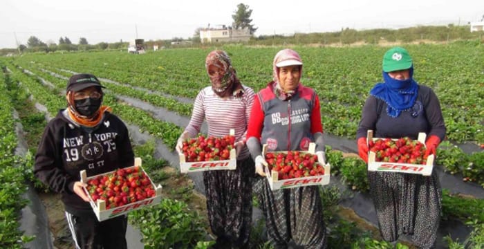 Mersin’de Çilek Hasadı Başladı! Rekolte Beklentisi Yüksek