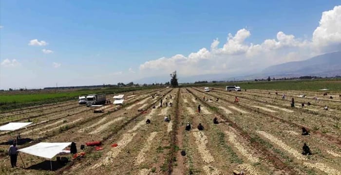 Hatay’da hasat başladı: Soğan tarladan 9-10 liraya satılıyor