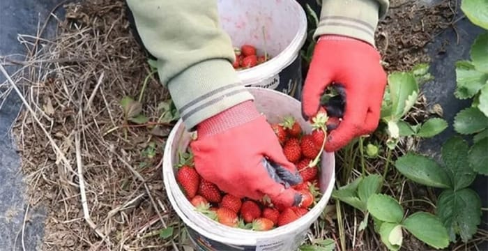 Hatay’da çiftçilerin buruk çilek hasadı