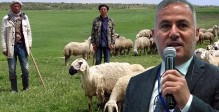Ankara Damızlık Koyun Keçi Yetiştiricileri Birliği Başkanı’ndan hükümete çağrı: Mülteci çoban istiyoruz