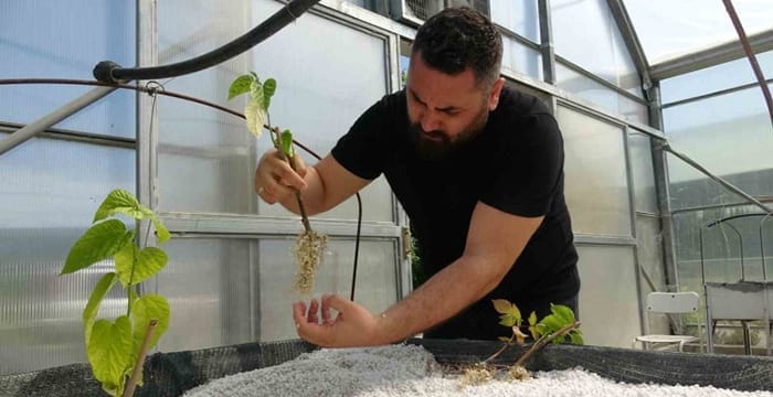 Dünya’da İlk Kez Denenen Yöntemle Kara Dut Fidanları Üretildi
