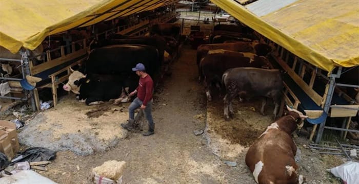 Kurban pazarında ilk günden sıkı pazarlıklar başladı