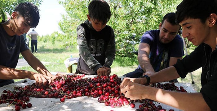 Kiraz bahçelerinin çocuk işçileri