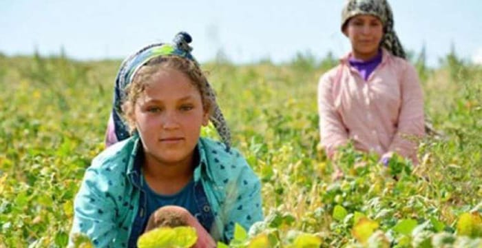 Mevsimlik tarım işçisi çocuklar tarlalarda: 'Gücüm yok, hangi parayla okutayım...' 1 Mevsimlik tarım işçisi çocuklar tarlalarda: ‘Gücüm yok, hangi parayla okutayım…’