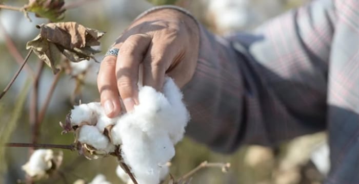 Mardinli çiftçilerden imdat çığlığı… Elektrik yok, pamuğumuz tarlada kuruyor