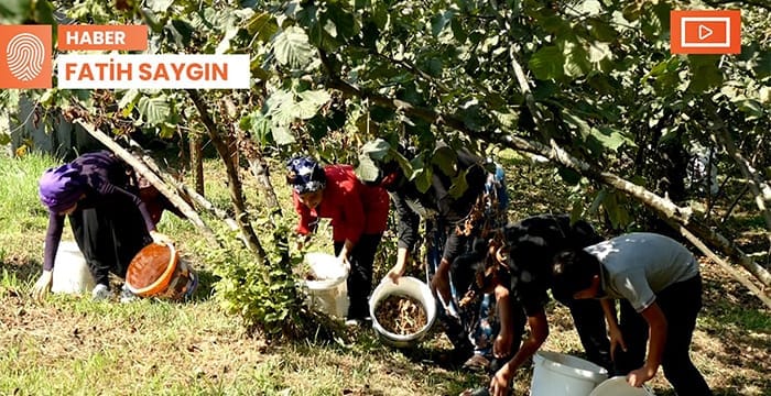 Depremzede mevsimlik işçiler fındık hasadında: Konteyner istiyoruz