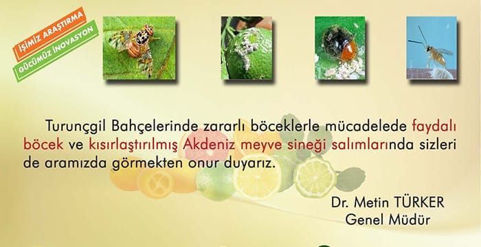 Akdeniz Meyve Sineği Kısır Sinek projesinde mutlu son