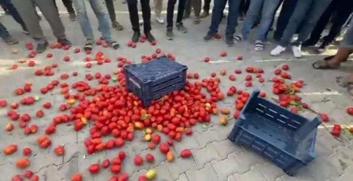 Konya’da üreticiler isyanda: Domatesleri yere döktüler!