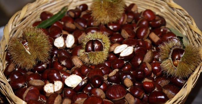 Sezonun ilk kestanesi 350 liradan satıldı