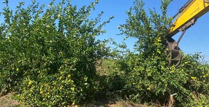 Limon üreticisi ağlıyor, ağaçlar tek tek sökülüyor 4 Limon üreticisi ağlıyor, ağaçlar tek tek sökülüyor