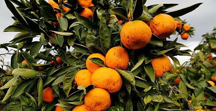 Seferihisar’da tonlarca mandalinayı sağanak vurdu, mantar hastalığı oluştu