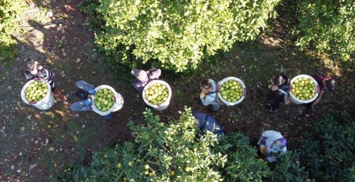 Mersin’de hasat başladı: 60 ülkeye ihracat ediliyor! Bahçede 5 TL
