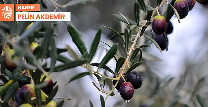 ‘Zeytin cenneti’ Tirilye’de üretim bitiyor: ‘Biz son nesiliz’