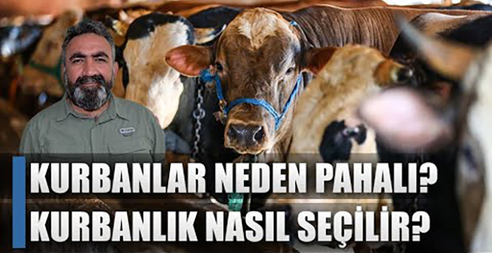 Kurban Fiyatları Neden Pahalı? Kurban Olacak Hayvan Nasıl Olmalı? Eşref Şekerli Açıkladı!