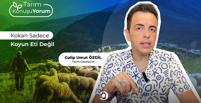 Kokan Sadece Koyun Eti Değil