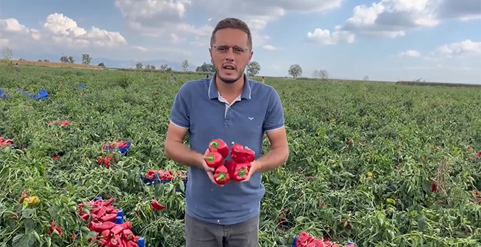 Biberi para etmeyen çiftçi: Keşke domates biber ekmek yerine Dilan Polat gibi güzellik merkezi açsaydım!