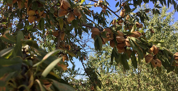 Adıyaman’da badem ağacı katliamı