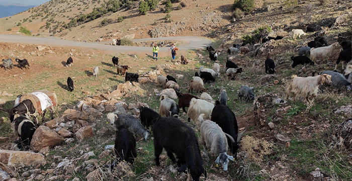 İliç maden kazasından kurtulan madencilerin yaşam mücadelesi: Yıllar sonra yeniden hayvancılığa bel bağladılar