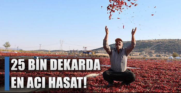 25 Bin Dekarda En Acı Hasat Başladı! İşte Beklenen Rekolte / AGRO TV HABER