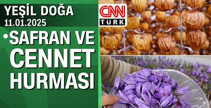 Kırmızı altın safran ve cennet elmasının hikayesi – Yeşil Doğa