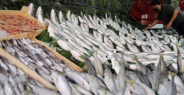 Hamsi ve palamutun yerini onlar aldı: Kilosu 125 liradan satılıyor