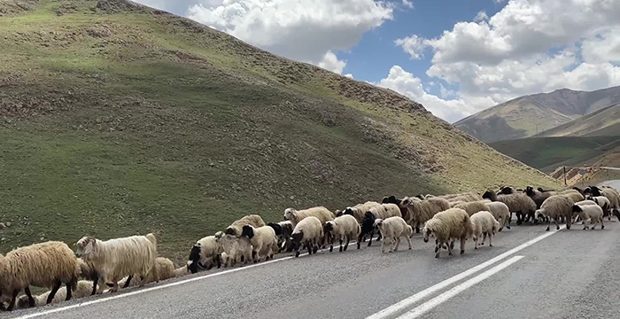 Vanlı besici: "Kurban Bayramı olsa ne olmasa adam alamıyor ki" 16 Vanlı besici: “Kurban Bayramı olsa ne olmasa adam alamıyor ki”