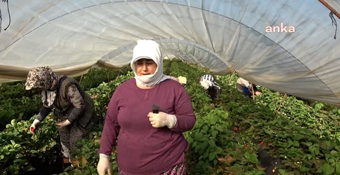 Tarlada isyan: ‘Biz artık et, süt, yoğurt alamıyoruz’