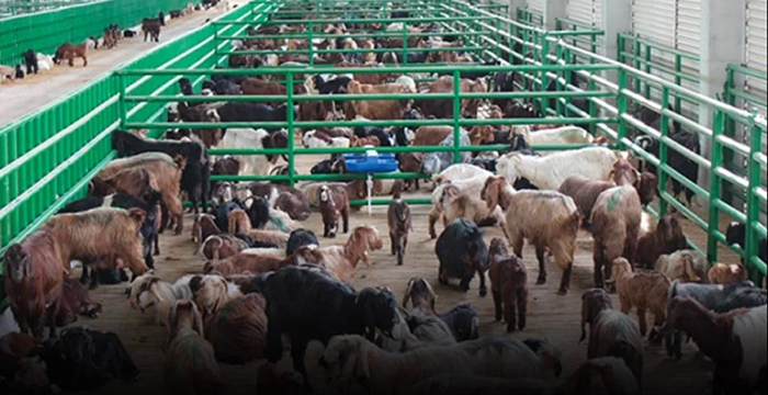 Küçükbaşta büyük kriz! Yumurta ve et cep yakıyor