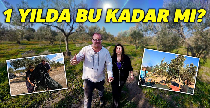 1 Yılda Zeytincilikten Ne Kadar Kazandık? Tüm Masraflar Düşüldükten Sonra