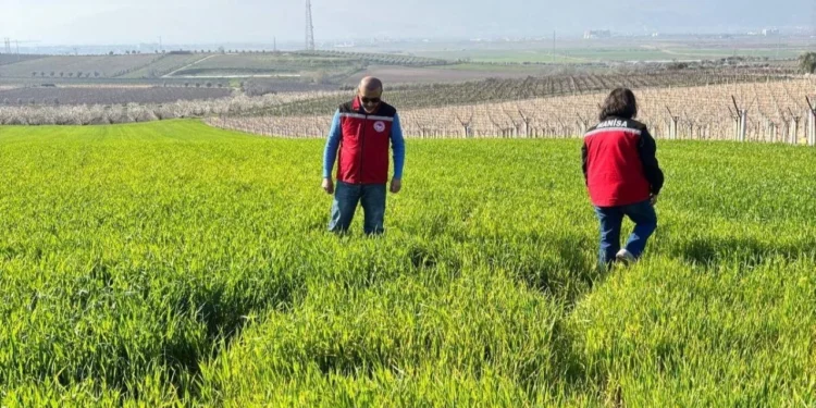 Buğdayda korkutan hastalık uyarısı 1 Bugdayda korkutan hastalik uyarisi