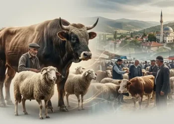 Kurbanlıkta “Erken Yolcu” dönemi: Fiyatlar belli oldu, pazarlar hareketlendi!
