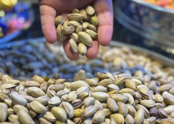 2 ton aflatoksinli Antep fıstığı imha edildi: Baklava için kullanılacakmış
