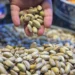 2 ton aflatoksinli Antep fıstığı imha edildi: Baklava için kullanılacakmış 6 2 ton aflatoksinli Antep fıstığı imha edildi: Baklava için kullanılacakmış