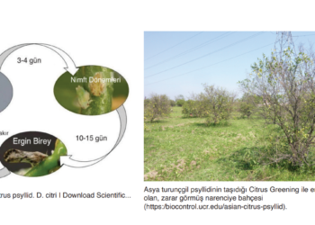 ASYA ve AFRİKA TURUNÇGİL PSYLLID SÜRVEY TALİMATI