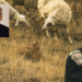 Uluslararası Mera ve Çobanlar yılı