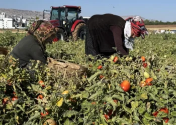 Tarlada çürüyordu, şimdi değeri katlandı: Sapı paraya dönüştü