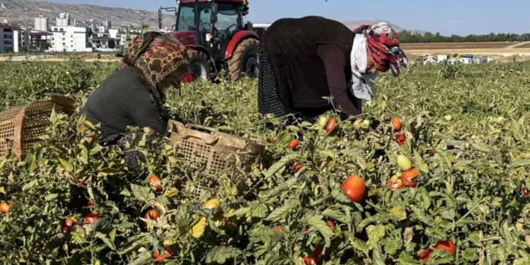 Tarlada çürüyordu, şimdi değeri katlandı: Sapı paraya dönüştü 1 domates tarlasi