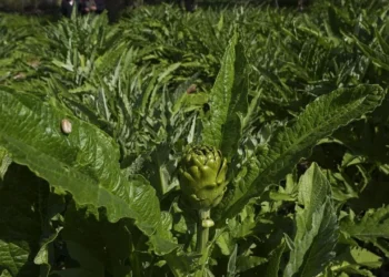 Enginar verimi ocak ve şubat yağışlarıyla arttı