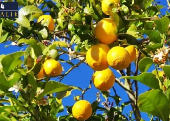 Gürkan Akgüneş , Ya ‘ithal limon’ çiftçinin yüzünü ekşitirse!