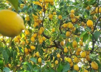 Limonda gümrük vergisi düşürüldü