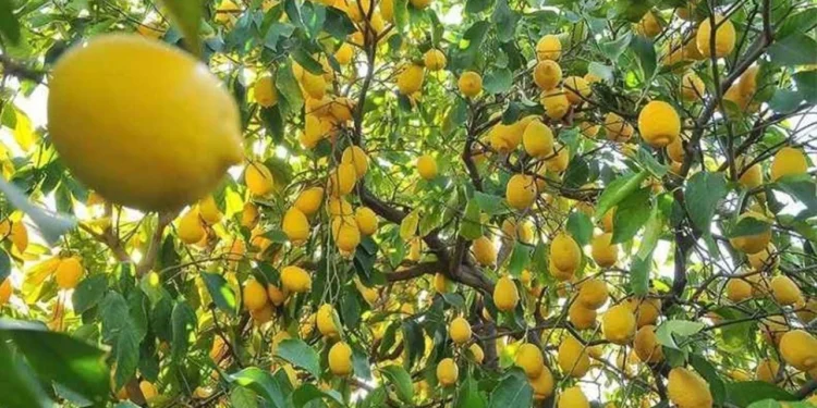 limon